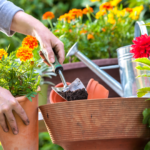 Guia de Jardinagem: Descubra 8 dicas de jardinagem para iniciantes