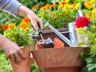 Guia de Jardinagem: Descubra 8 dicas de jardinagem para iniciantes