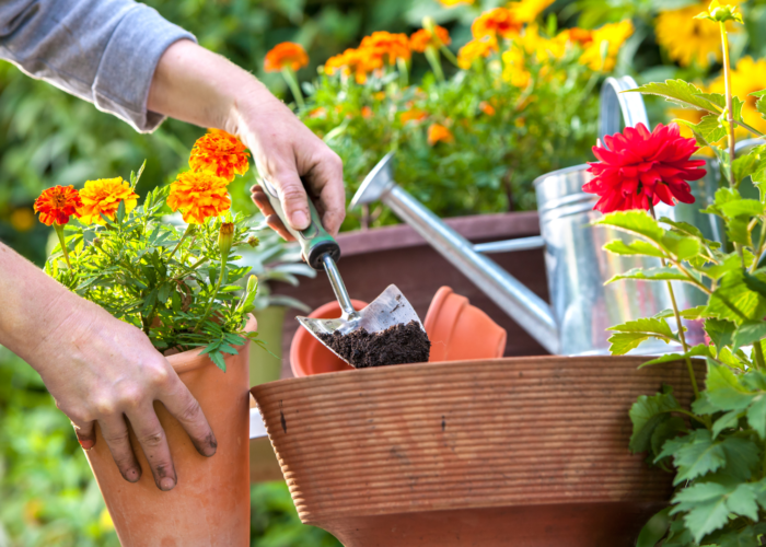 Guia de Jardinagem: Descubra 8 dicas de jardinagem para iniciantes
