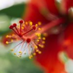 Descubra plantas para o jardim que são resistentes ao sol