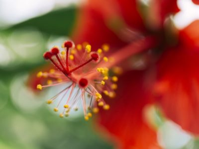 Descubra plantas para o jardim que são resistentes ao sol