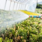 Como irrigar o seu jardim do jeito certo?