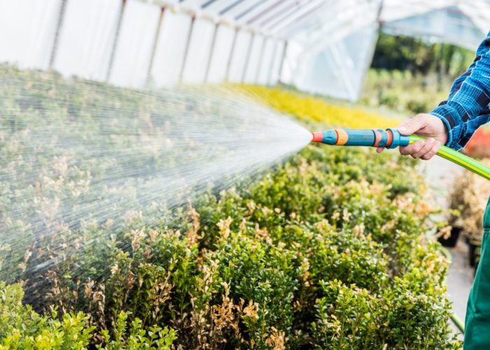 Como irrigar o seu jardim do jeito certo?