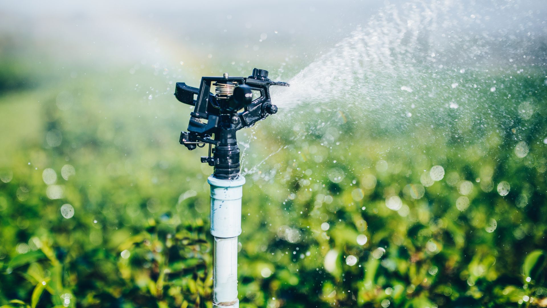 Como irrigar o seu jardim do jeito certo? - Blog sobre Casa, Decoração ...