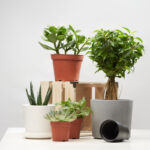 Vasos de plantas: saiba quando usar para cada tipo