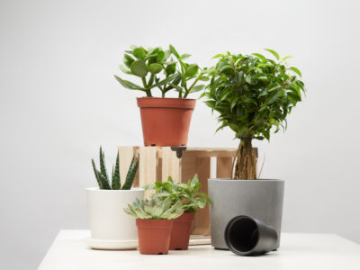 Vasos de plantas: saiba quando usar para cada tipo