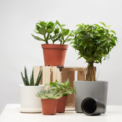 Vasos de plantas: saiba quando usar para cada tipo
